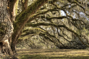 Long Lined About Oaks With