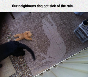 funny-dog-rain-water-shadow