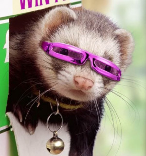 Dress up Your Pets with Fun, Ferret Clothes