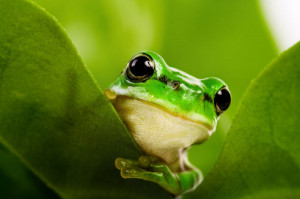 上一篇： 可爱的青蛙高清图片 下一篇： 可爱的青蛙 ...