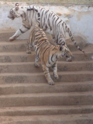Tigers couple picture