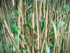Bamboo Plant; bamboo, Flowers, grass, green, nature, plants, trees