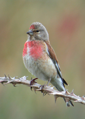Could the birds seen in your garden in April have been Linnets?