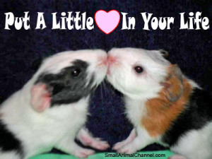 guinea pigs with funny captions