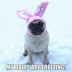 Funny Dog Meme MY BALLS ARE FREEZING! - meme Photo