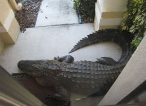 Open the door and make it snappy! Woman's shock as 11-ft alligator ...