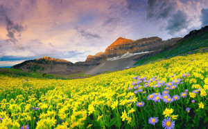Valley of Flowers – National Park in Himalaya, India – Flavor of ...