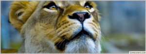 Lioness Face Facebook Timeline Cover