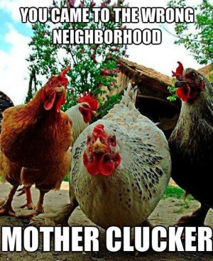 funny pictures chicken wrong neighborhood wanna joke.com