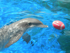 Cute-Dolphins-Image (1)