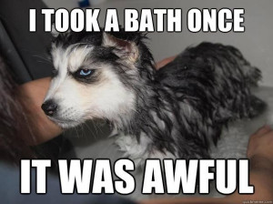 Grumpy dog, grumpy quotes, grouchy quotes, funny sarcastic quotes ...