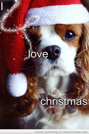 christmas, christmas dog, cute, dog, i love christmas, love, pretty ...