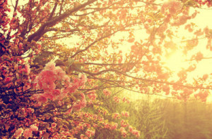 flowers, my girl, nature, photography, vintage