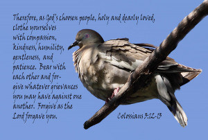 Mourning Dove Colossians 3 Verses 12-13 Photograph