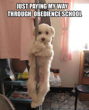guess some dogs have to pay for obedience school themselves ...