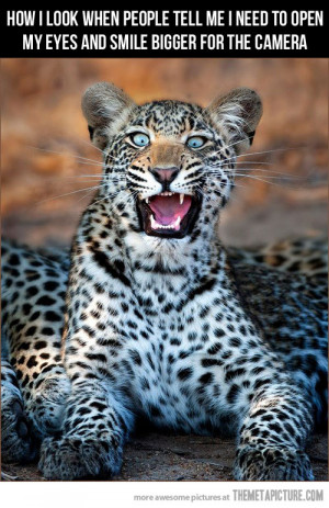 Funny photos funny leopard big cat surprised