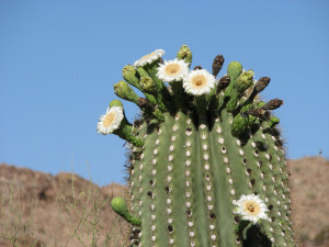 Saguaro Cactus Blossom