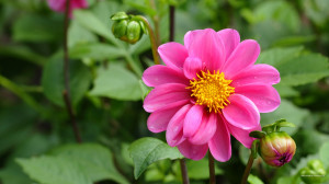 Dahlia Flower Wallpaper Background 2560x1440
