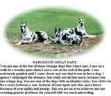 image detail for funny great dane quotes more great danes quotes 2