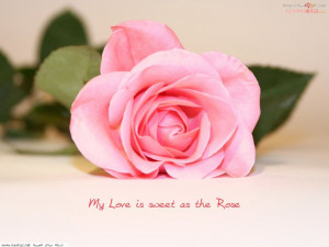 صورة كارت حب مع وردة روز جميلة على صور ...