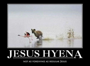 jesus hyena chasing flamingo bird animal animal walk run water funny ...