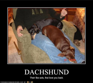 funny dachshund photos (13)