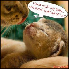 ... have a restful sleep and peaceful dreams. Much love to you from me