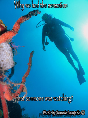 Some scuba diving quotes for you to share. On the left side of the ...