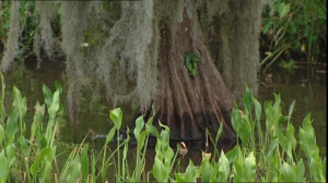 158515139-mississippi-delta-mississippi-us-state-lichen-swamp.jpg