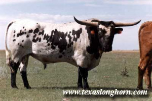 reg dob 1982 breeder wright ranches owner dickinson ranch weight 1880 ...