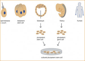 Articles Embryonic Stem Cells