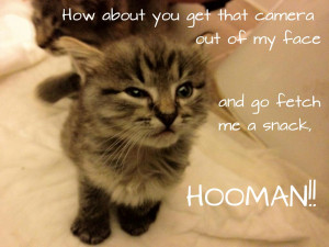 Displaying 19> Images For - Funny Kittens With Words I Farted...