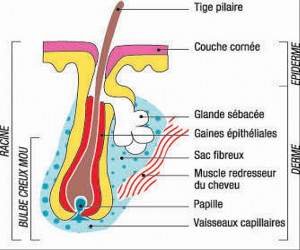 La composition du cheveu