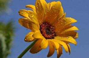 Margarita amarilla: Esta flor tan tradicional nunca pasa de moda, y es ...