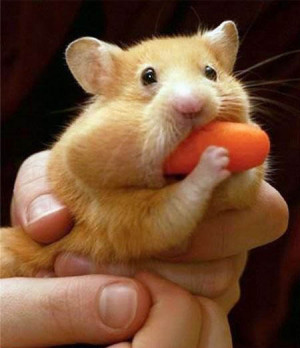 Enjoyed the funny cute hamster pictures above? Now here are even more ...