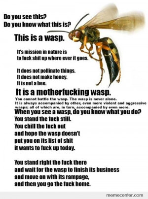 This is a wasp!