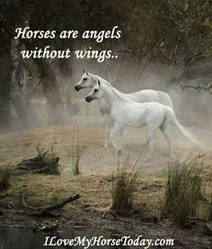 ... at these gorgeous Arabian horses with a beautiful quote. So true