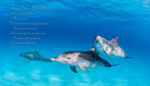 dolphin ocean quote
