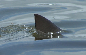 shark-fin-above-water-costa-rica.jpg