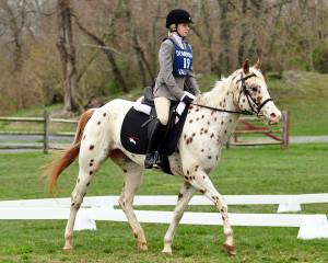 warmblood horse is a model riding horse and a top class casual horse ...