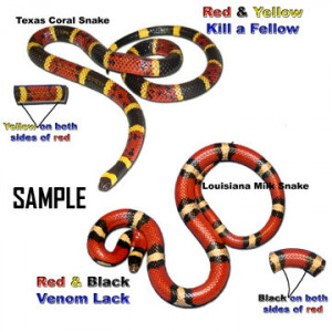 Coral snake vs Milk snake