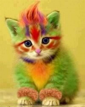 صورة قطة قوس قزح,,,