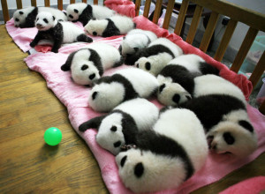 New-borns ... the 12 giant panda cubs lie in a crib at Chengdu ...