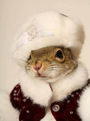 Best dressed squirrel
