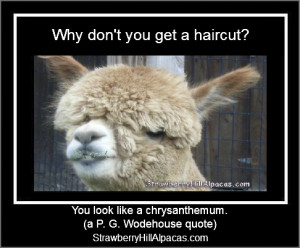 Meme pictures related to alpacas, with a saying or quote on the image ...