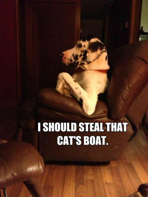 should steal that cat's boat. ~Great Dane