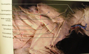 Cat Dissection Muscles Labeled Back