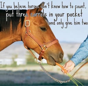 Go Back > Gallery For > Funny Horse Quotes Tumblr