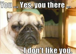 Funny photos funny pug dog face squinting eyes