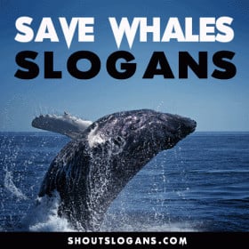 Save Animals Slogans